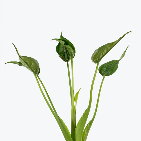 Alocasia Tiny Dancer - House Plants Delivery Toronto - JOMO Studio