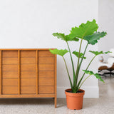 Alocasia Tyrion — 10" Pot