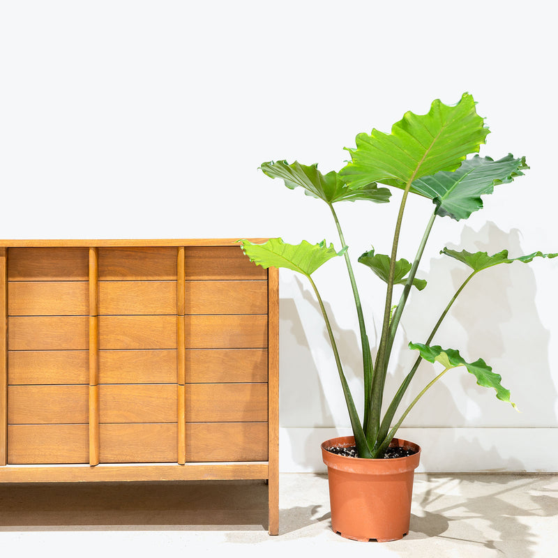 Alocasia Tyrion - House Plants Delivery Toronto - JOMO Studio