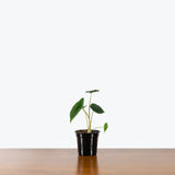 Alocasia Venusta — 4" Pot
