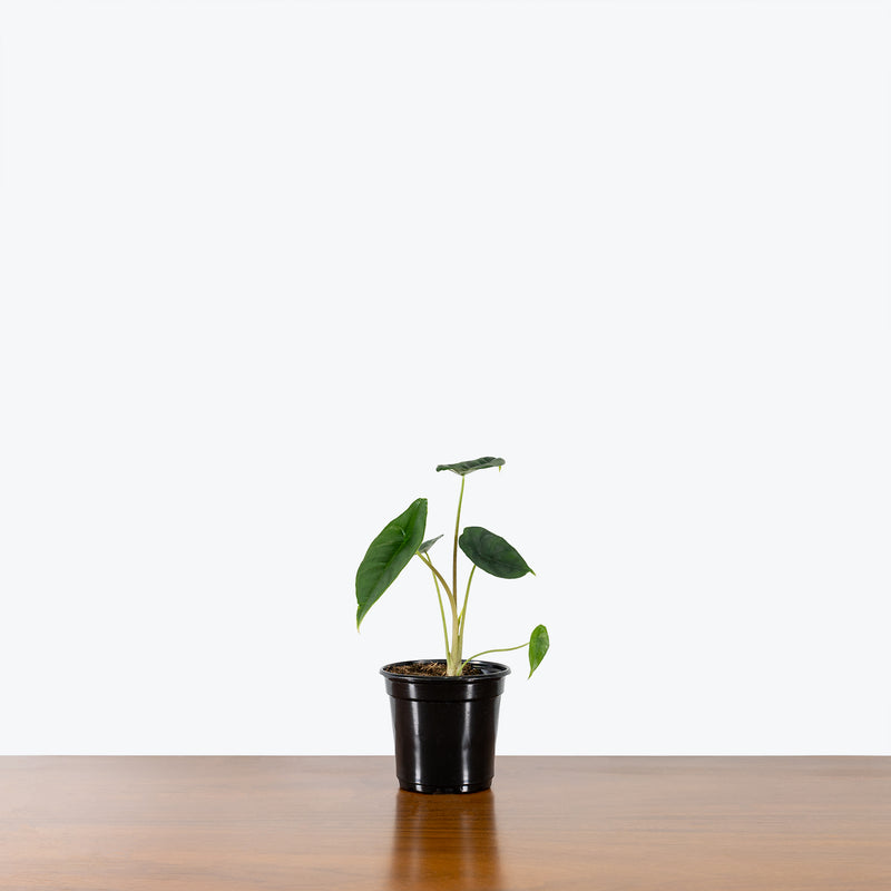 Alocasia Venusta - House Plants Delivery Toronto - JOMO Studio