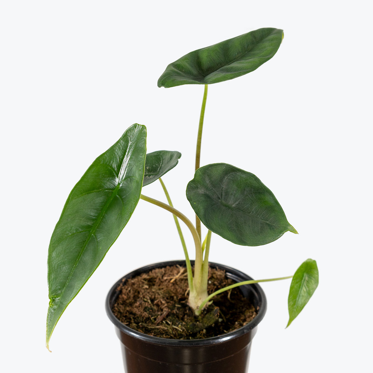 Alocasia Venusta - House Plants Delivery Toronto - JOMO Studio