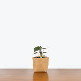 Alocasia Wentii - House Plants Delivery Toronto - JOMO Studio