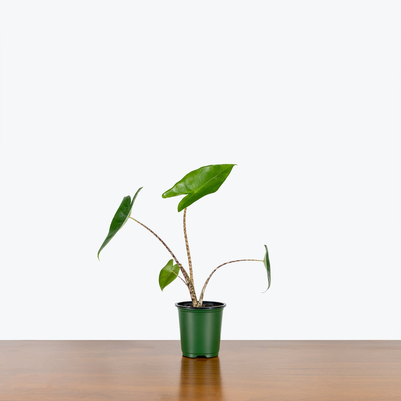 Alocasia Zebrina - House Plants Delivery Toronto - JOMO Studio