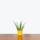 Aloe Vera — 4" Pot (expecting some blemishes)