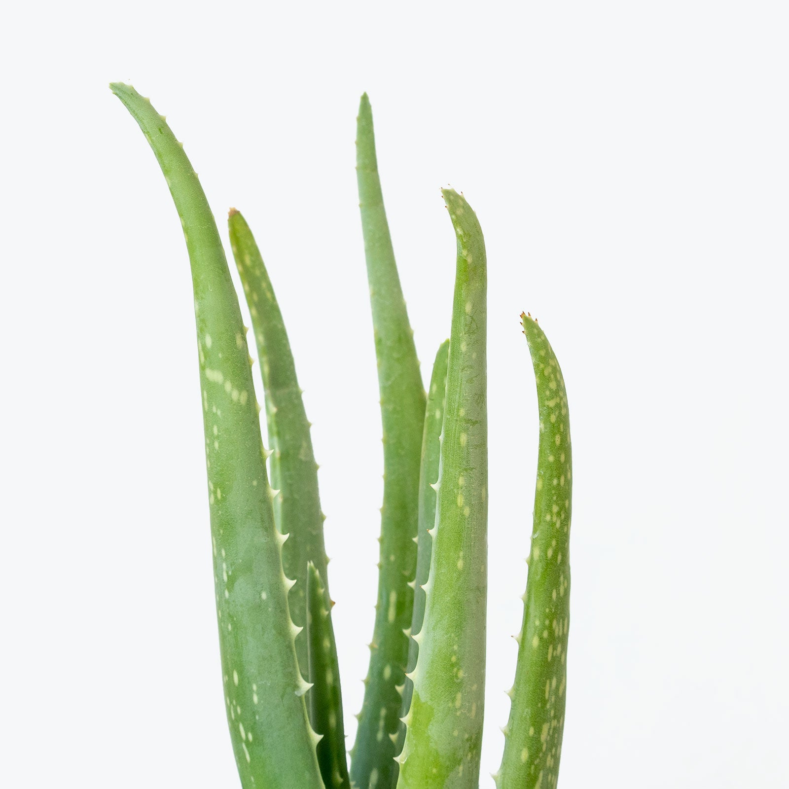 Aloe Vera Plant Care: How to Take Care of Aloe Vera
