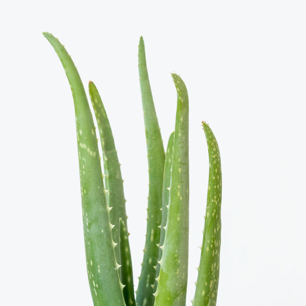 Aloe Vera - House Plants Delivery Toronto - JOMO Studio