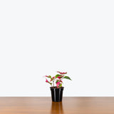 Alternanthera Party Time — 3.5" Pot (larger than picture)