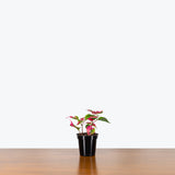 Alternanthera Party Time - House Plants Delivery Toronto - JOMO Studio