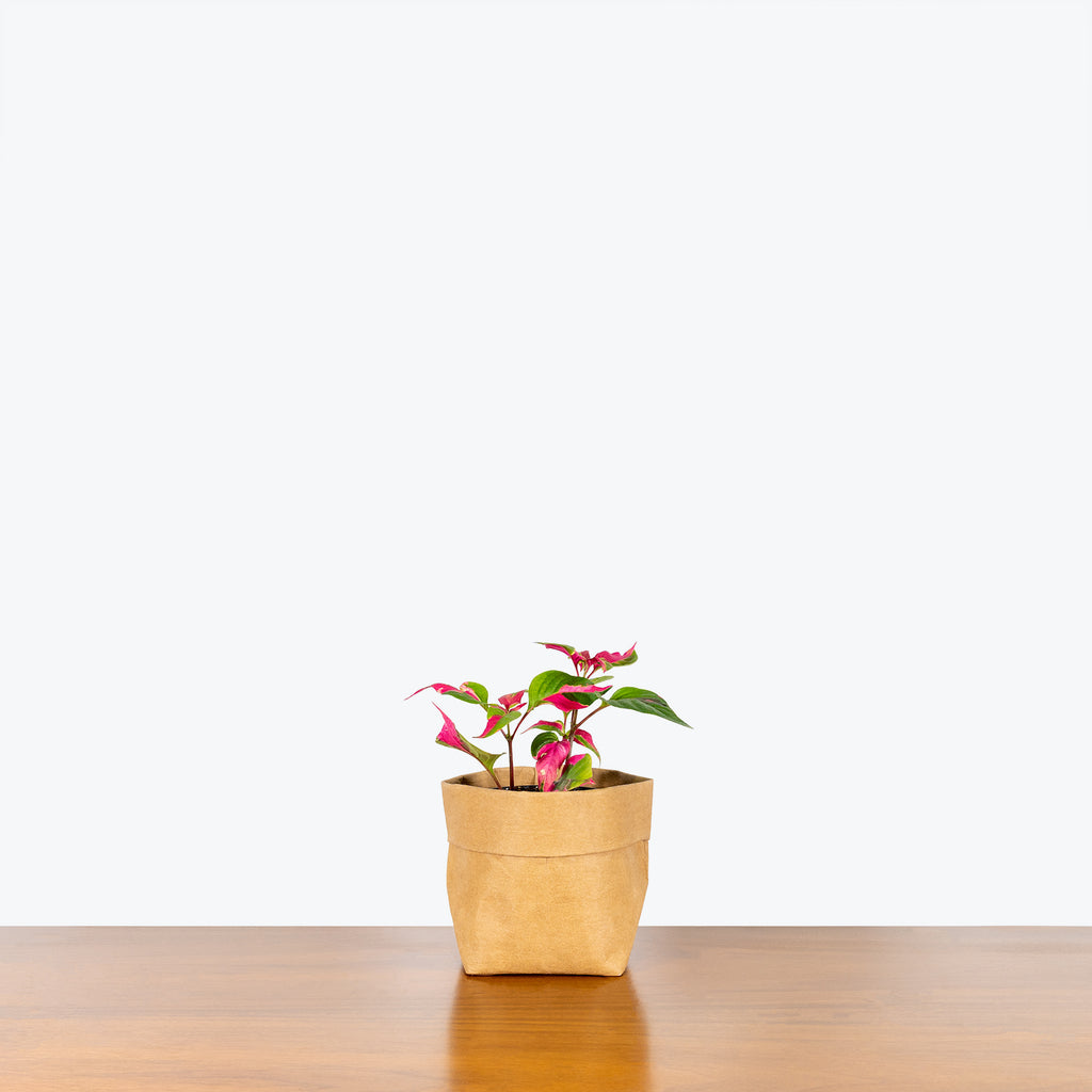 party time plant indoors Alternanthera Party Time - House Plants Delivery Toronto