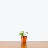 Amydrium Medium Silver — 4" Pot