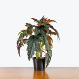Angel Wing Begonia — 6" Pot