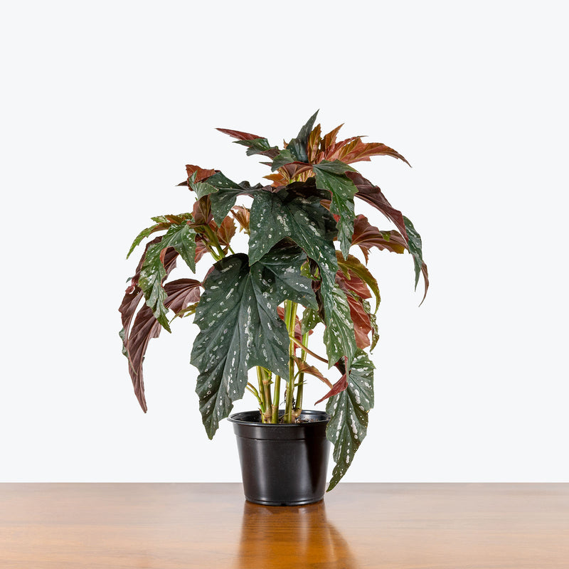 Angel Wing Begonia - House Plants Delivery Toronto - JOMO Studio