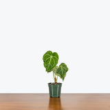 Anthurium Clarinervium - House Plants Delivery Toronto - JOMO Studio