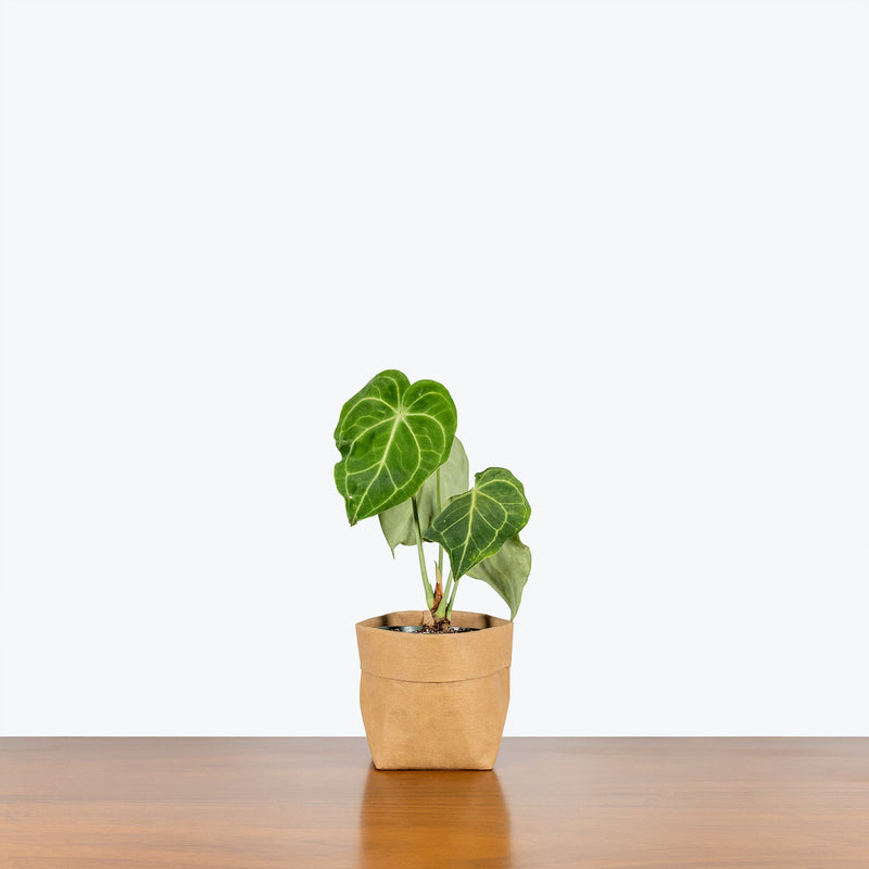 Anthurium Clarinervium - House Plants Delivery Toronto - JOMO Studio
