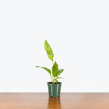 Anthurium Hookeri Variegata - House Plants Delivery Toronto - JOMO Studio
