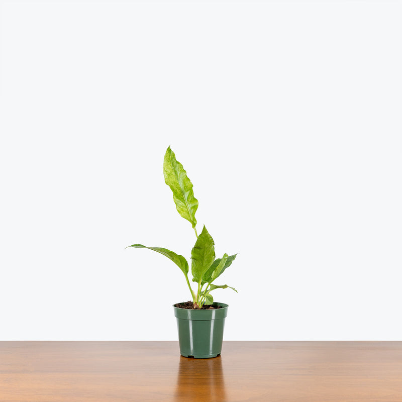 Anthurium Hookeri Variegata - House Plants Delivery Toronto - JOMO Studio