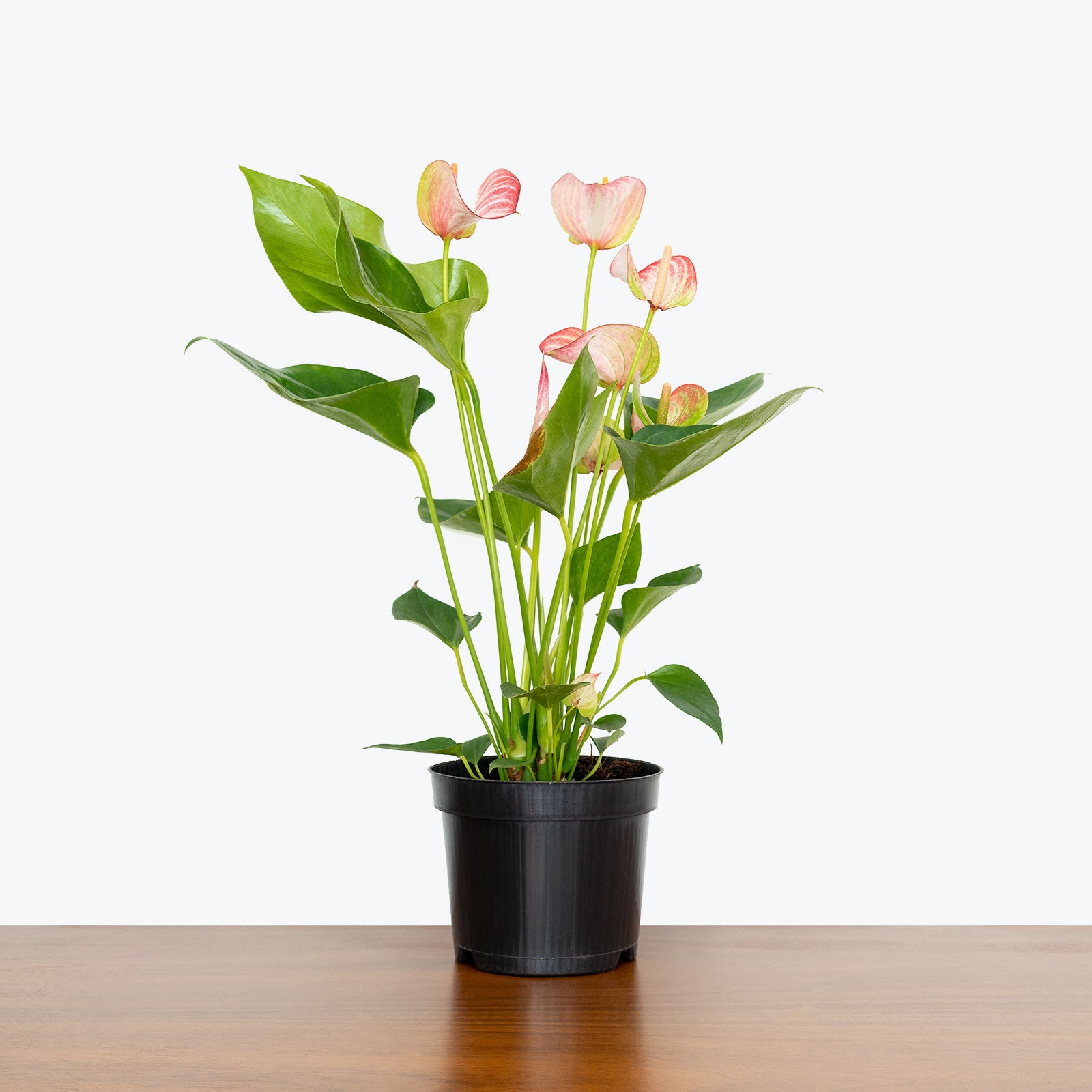 Anthurium Pink - House Plants Delivery Toronto - JOMO Studio