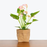 Anthurium Pink - House Plants Delivery Toronto - JOMO Studio