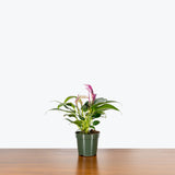 Anthurium Purple — 4" Pot