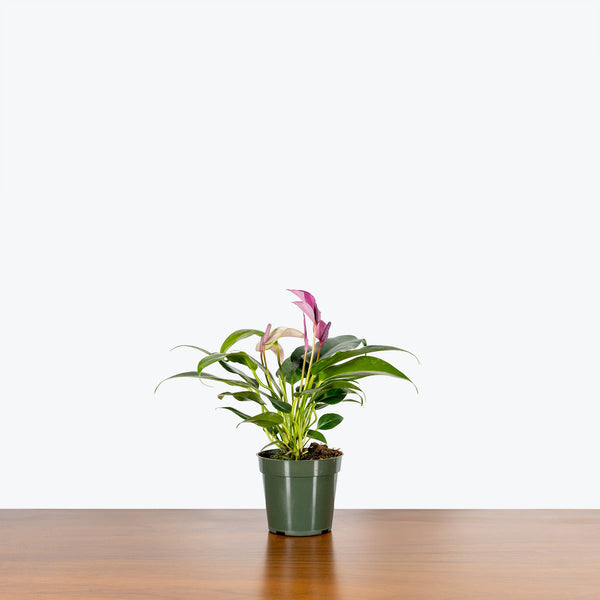 anthurium lilac Anthurium Purple | Care Guide and Pro Tips - Delivery from Toronto across Canada