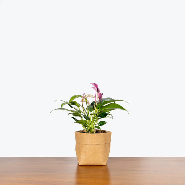 Anthurium Purple - House Plants Delivery Toronto - JOMO Studio