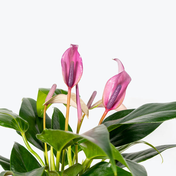 Anthurium Purple - House Plants Delivery Toronto - JOMO Studio