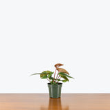 Anthurium Radicans x Luxurians — 4" Pot