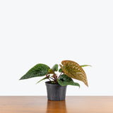 Anthurium Radicans x Luxurians — 6" Pot