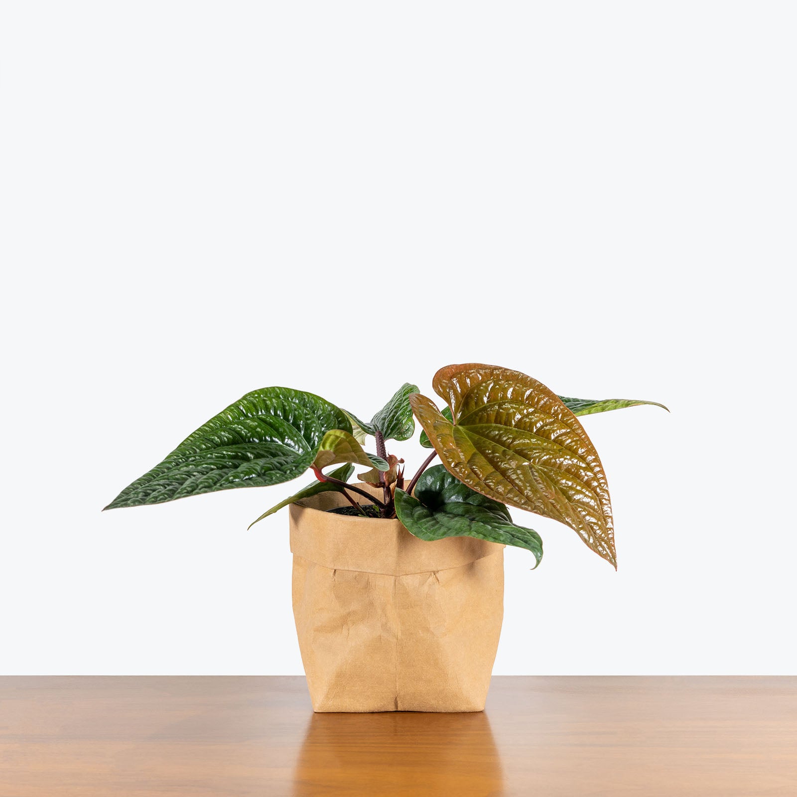 Anthurium Radicans x Luxurians - House Plants Delivery Toronto - JOMO Studio