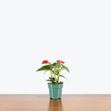 Anthurium Red — 4" Pot