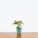 Anthurium Red - House Plants Delivery Toronto - JOMO Studio