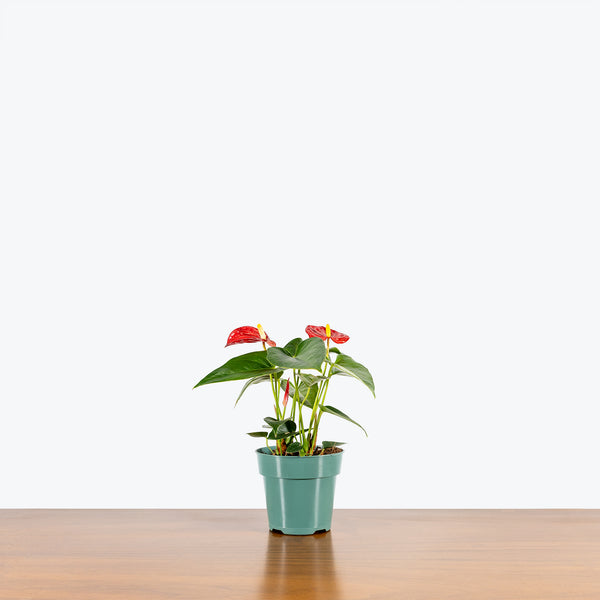 Anthurium Red | Care Guide and Pro Tips - Delivery from Toronto