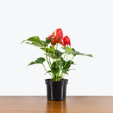 Anthurium Red — 6" Pot