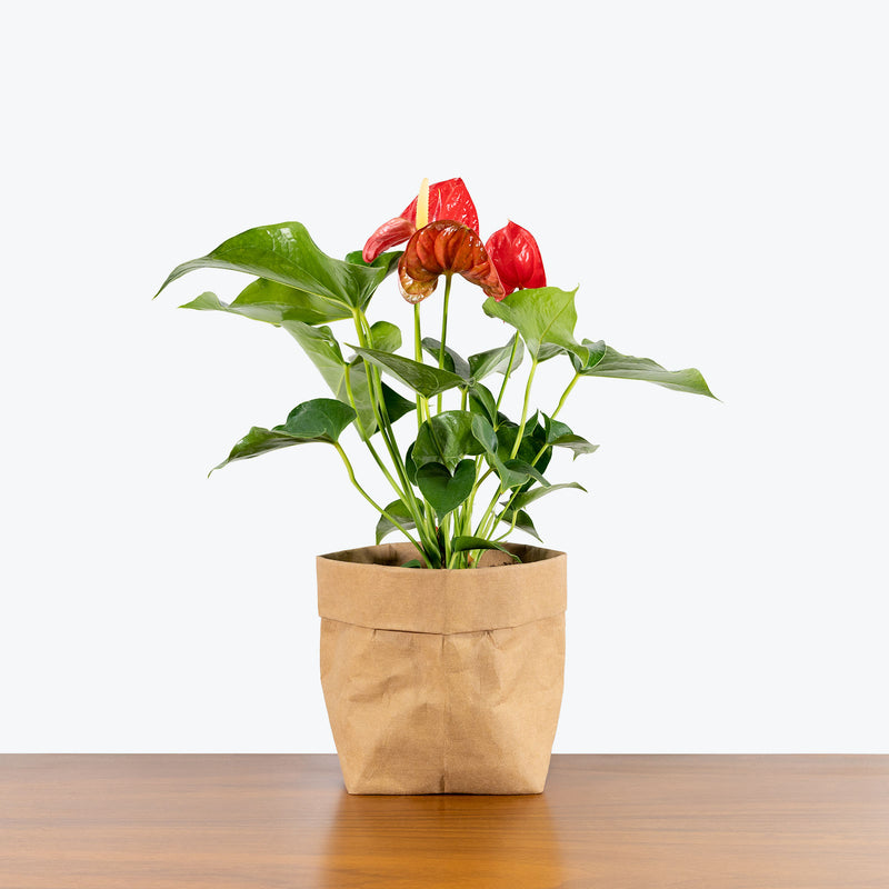 Anthurium Red - House Plants Delivery Toronto - JOMO Studio