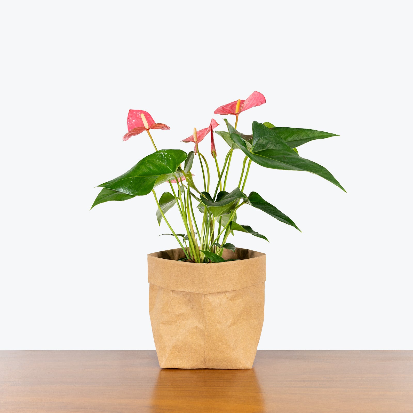 Anthurium Solid Pink - House Plants Delivery Toronto - JOMO Studio