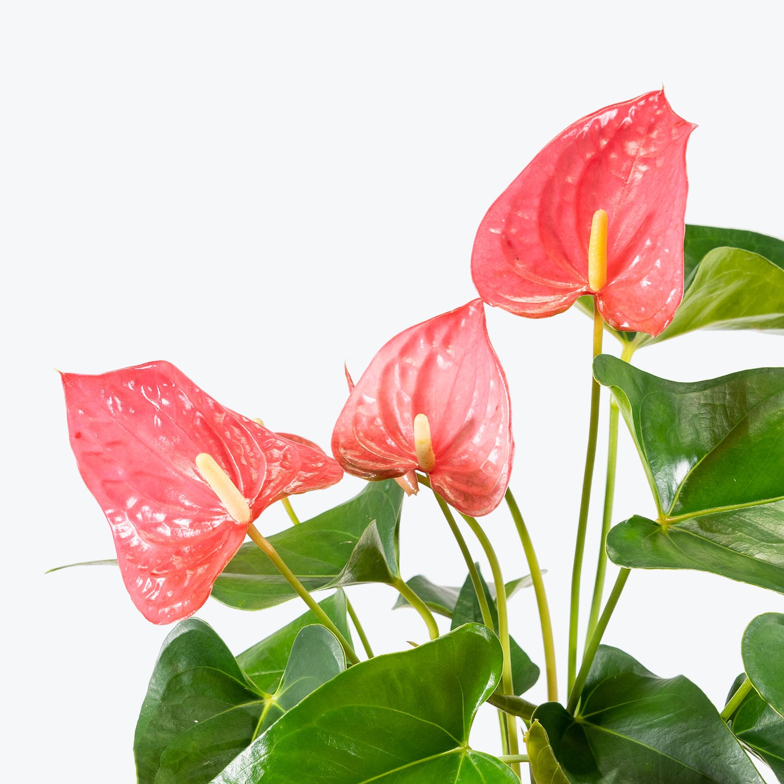 Anthurium Solid Pink - House Plants Delivery Toronto - JOMO Studio