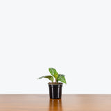 Aphelandra Zebra Plant — 4" Pot