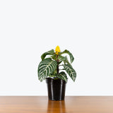 Aphelandra Zebra Plant — 6" Pot