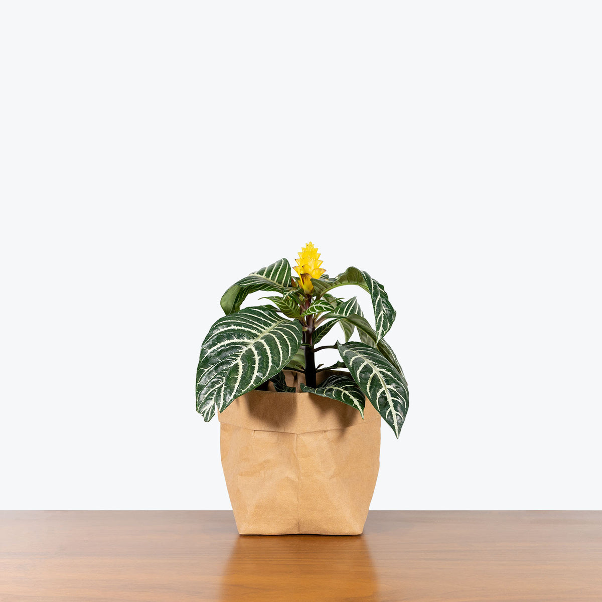 zebra plant indoor or outdoor Aphelandra Squarrosa - Zebra Plant - House Plants Delivery Toronto