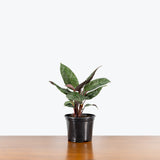 Apoballis Red Sword — 6" Pot