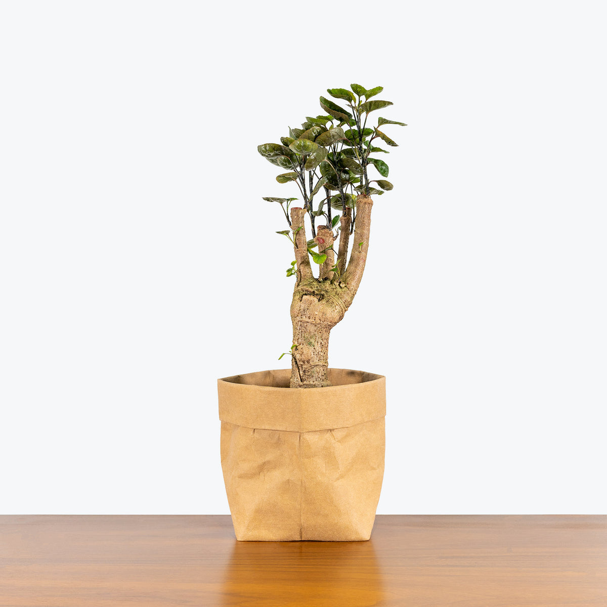 Aralia Fabian Stump - House Plants Delivery Toronto