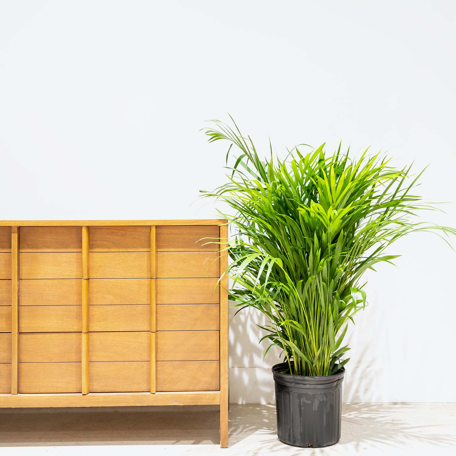 Areca Palm - Dypsis Lutescens - House Plants Delivery Toronto - JOMO Studio