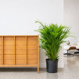 Areca Palm — 10" Pot