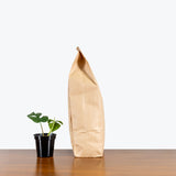 Aroid Mix - House Plants Delivery Toronto - JOMO Studio