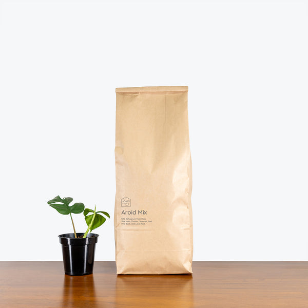 Aroid Mix - House Plants Delivery Toronto - JOMO Studio