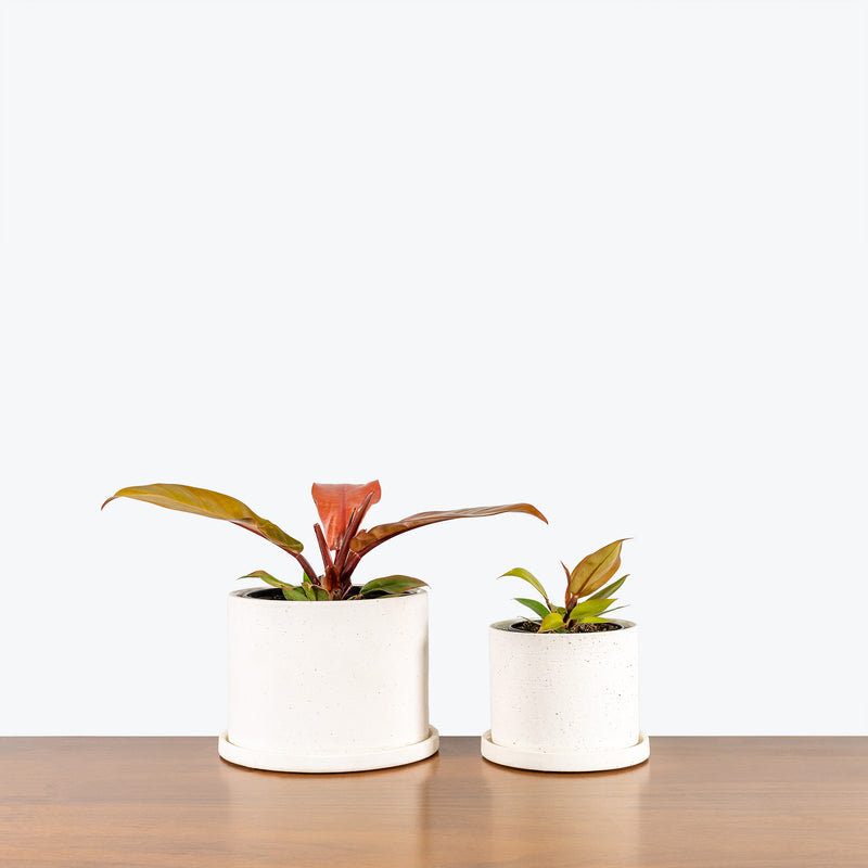 White Artistic Ceramic Planter with Saucer - House Plants Delivery Toronto - JOMO Studio