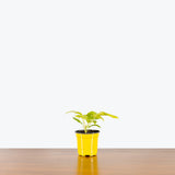 Australia Neon Umbrella Tree — 4" Pot