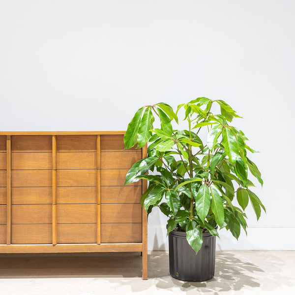 Australia Umbrella Tree - Schefflera Actinophylla - House Plants Delivery Toronto - JOMO Studio