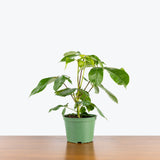 Australia Umbrella Tree — 6" Pot